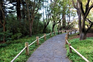Blooms of Serenity: San Francisco’s Japanese Garden Oasis