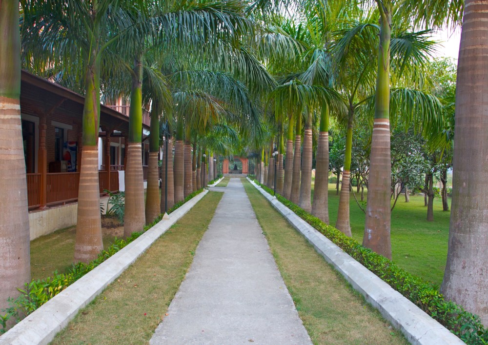 Palm Walkway